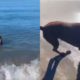 Cachorro brincando com foca no mar