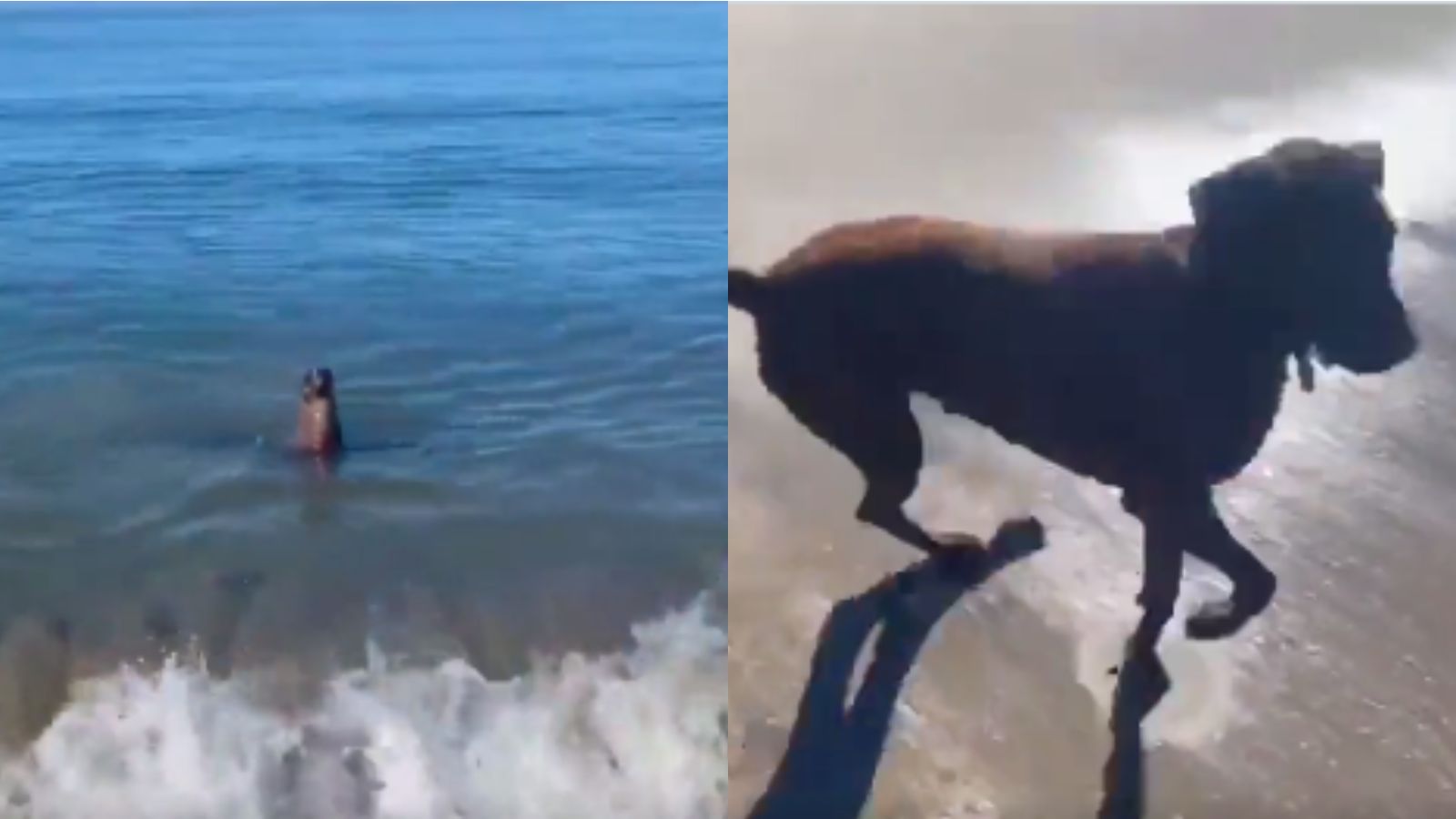 Cachorro brincando com foca no mar