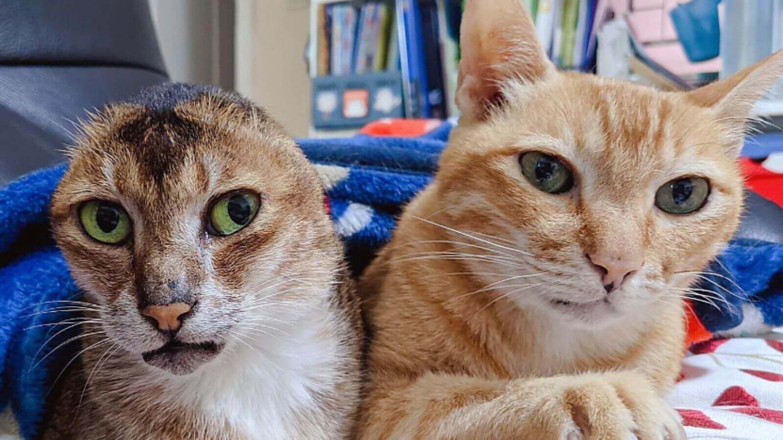 Gato sem orelhas e gato laranja