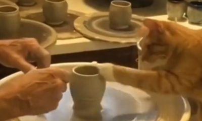 Gato com vaso de argila