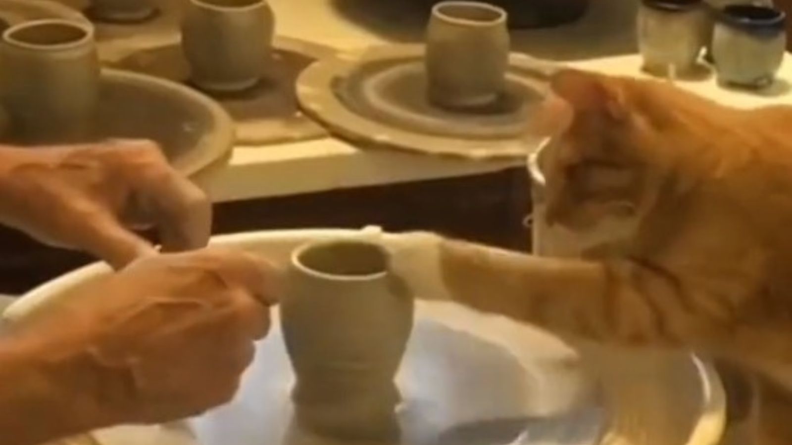 Gato com vaso de argila