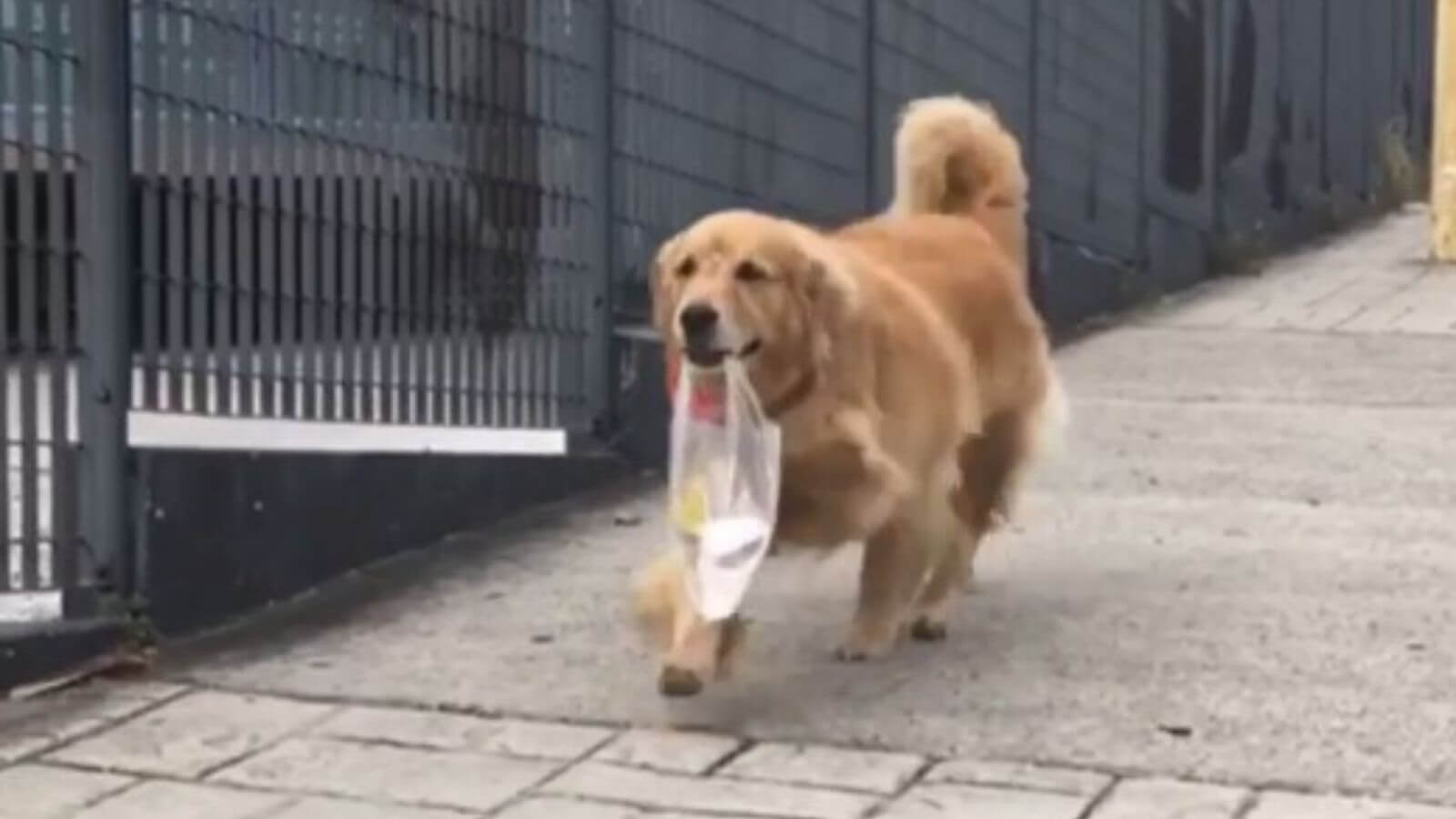 Cachorro golden retriever com sacola