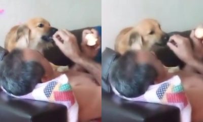 Homem com cachorro em sofá