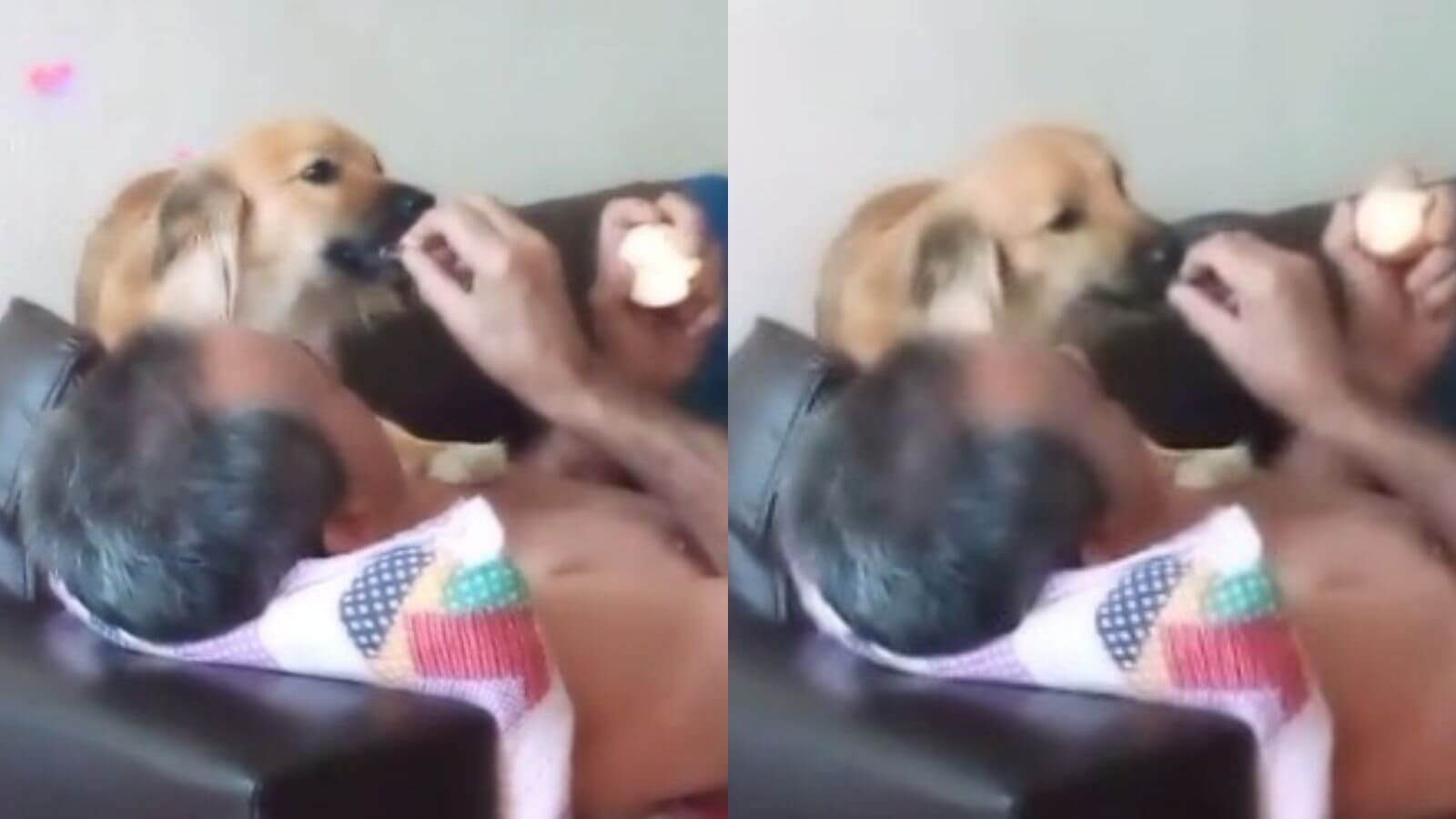 Homem com cachorro em sofá