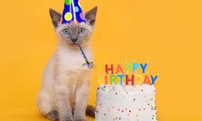 Gato aniversário