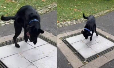 Cachorro pulando em pavimento musical