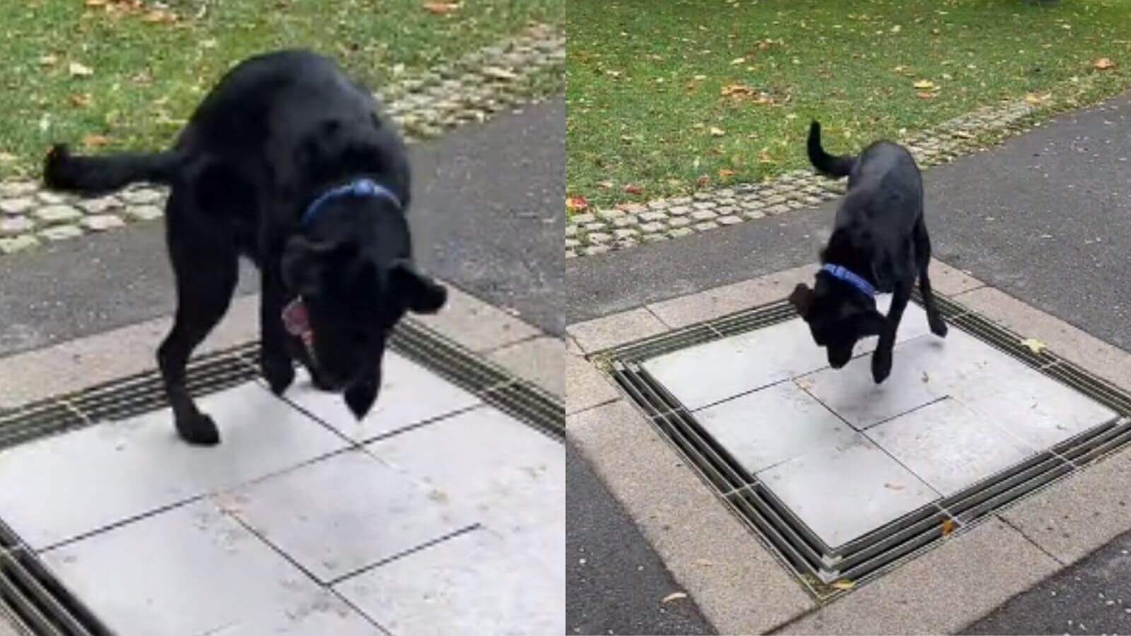 Cachorro pulando em pavimento musical