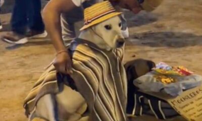 Cachorro usando roupa