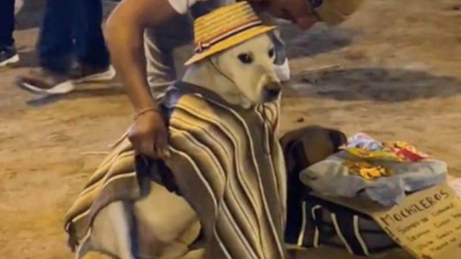 Cachorro usando roupa