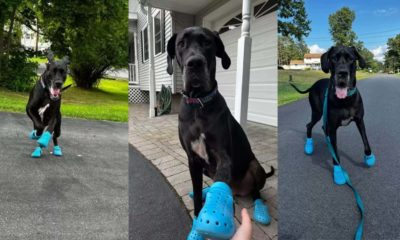 Cachorro dogue alemão de crocs