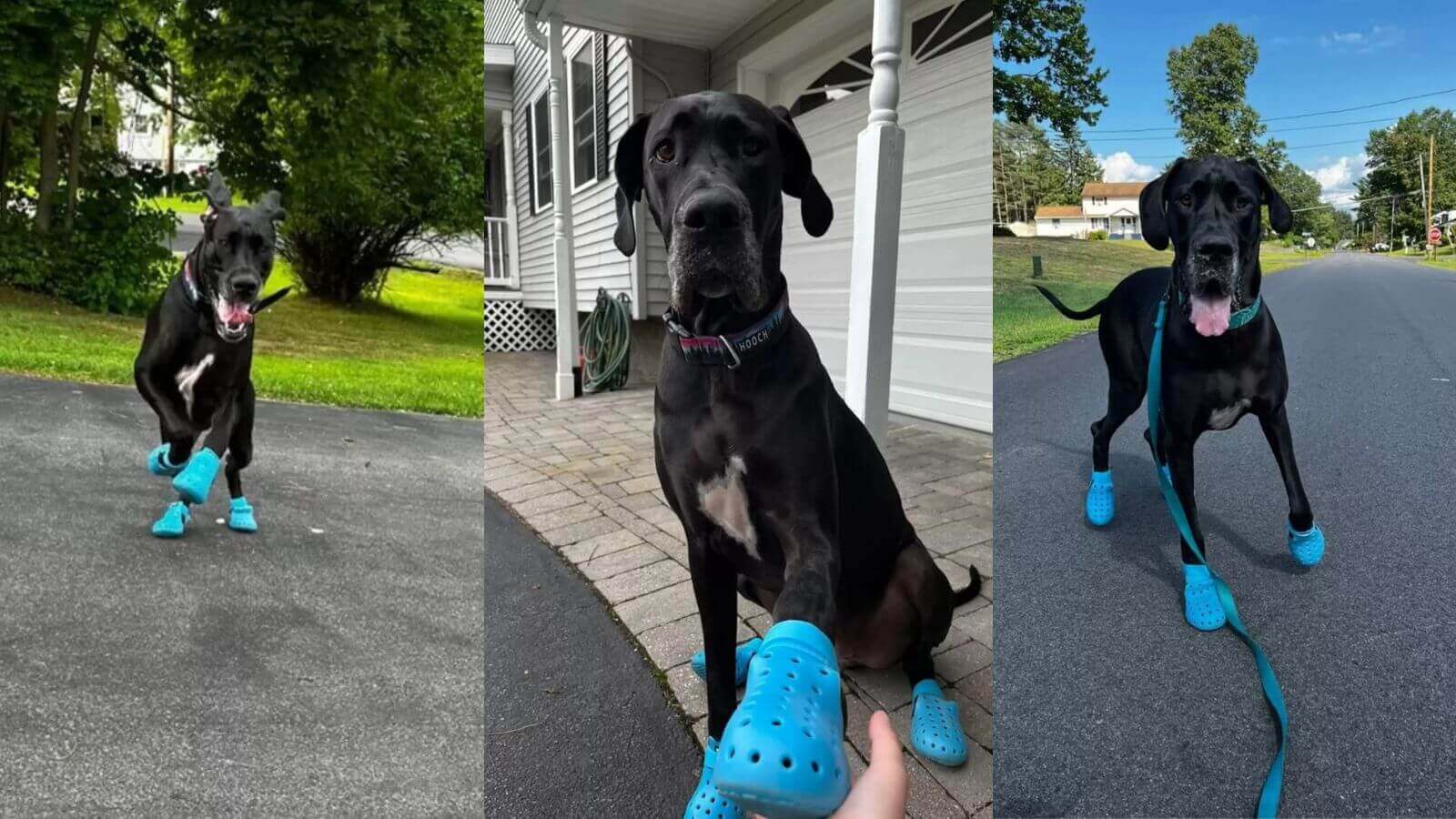 Cachorro dogue alemão de crocs