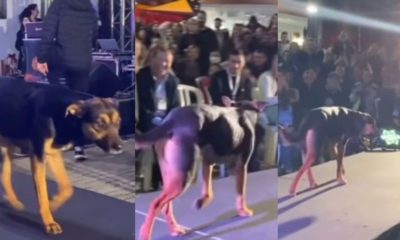 Cachorro invade passarela