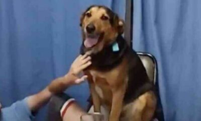 Cachorro rouba cena em aniversário