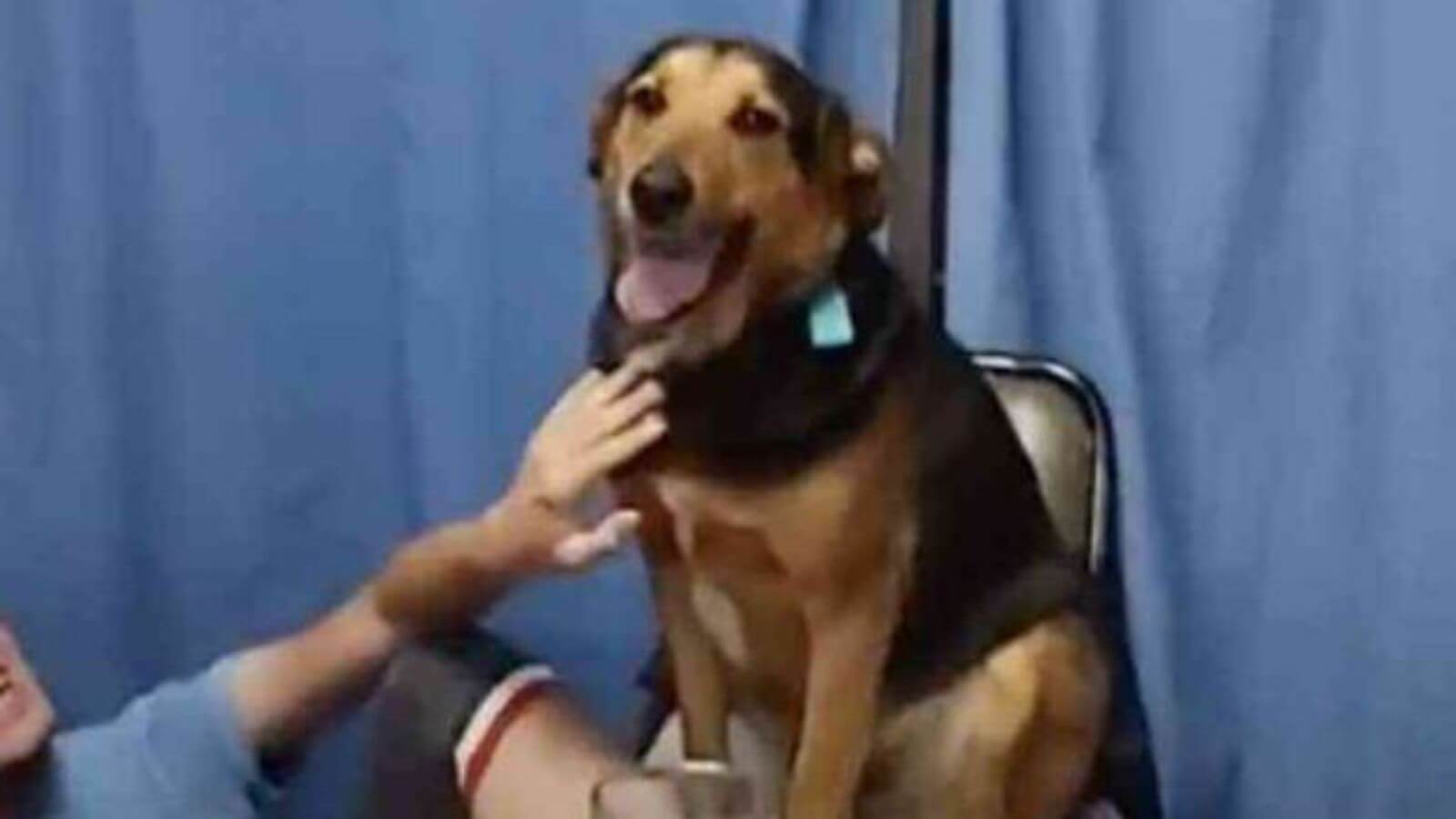 Cachorro rouba cena em aniversário