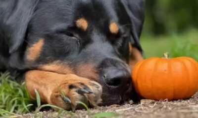 Cachorro com abóbora