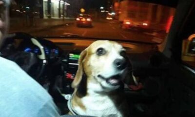 Cachorro em taxi com tutor