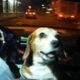 Cachorro em taxi com tutor