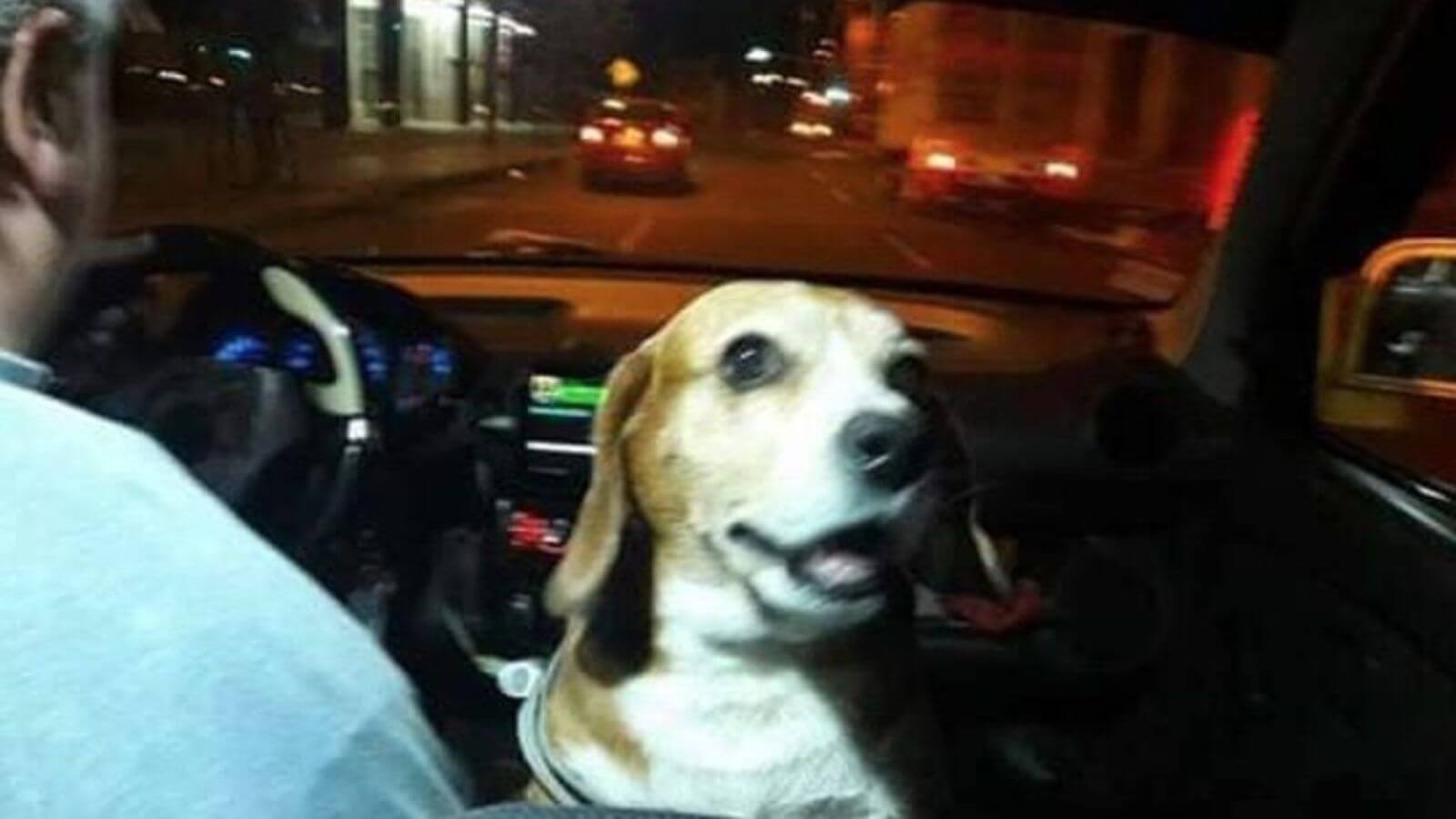 Cachorro em taxi com tutor