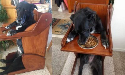 Cachorro comendo em cadeira personalizada