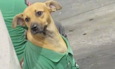 Cachorro em posto de gasolina