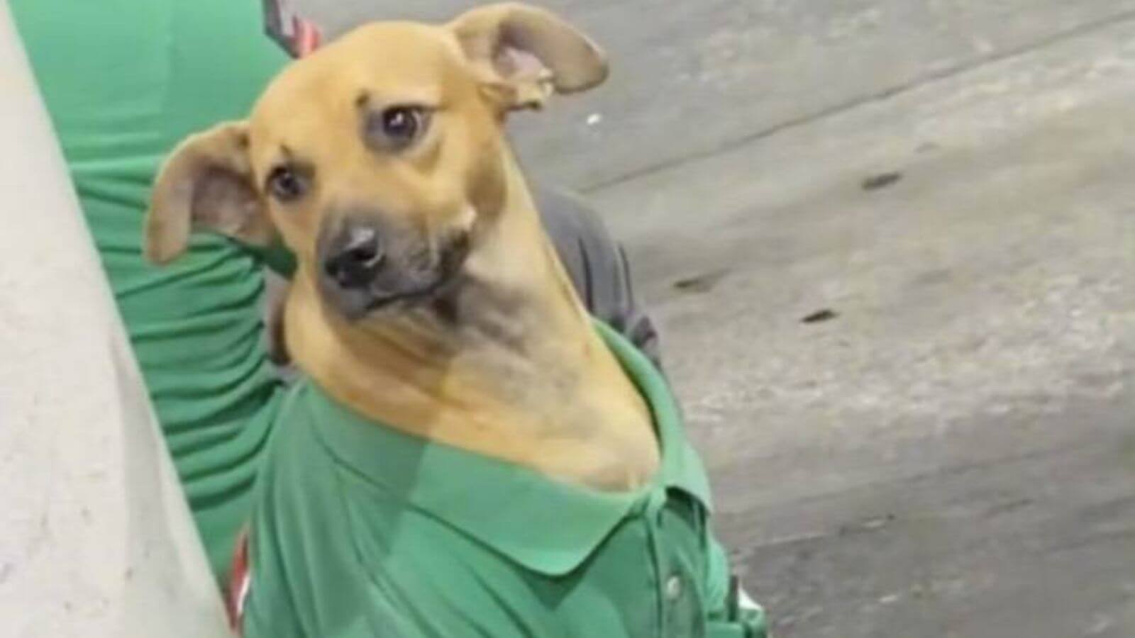 Cachorro em posto de gasolina