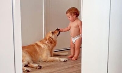 Menino dando comida para cachorro golden retriever