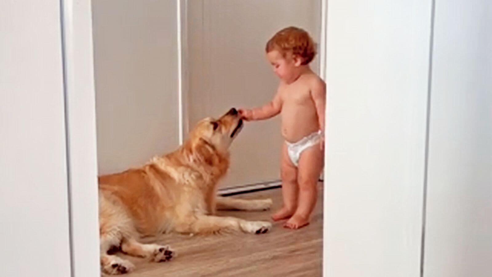 Menino dando comida para cachorro golden retriever