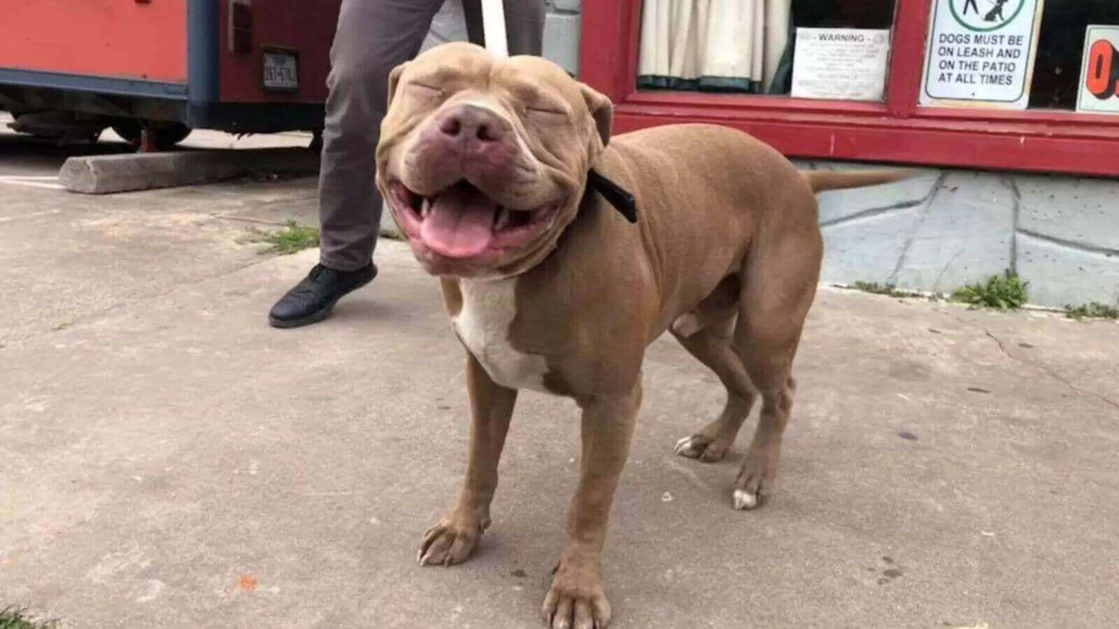 Pitbull sorridente