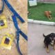 Cachorros ganham crachá em posto de gasolina