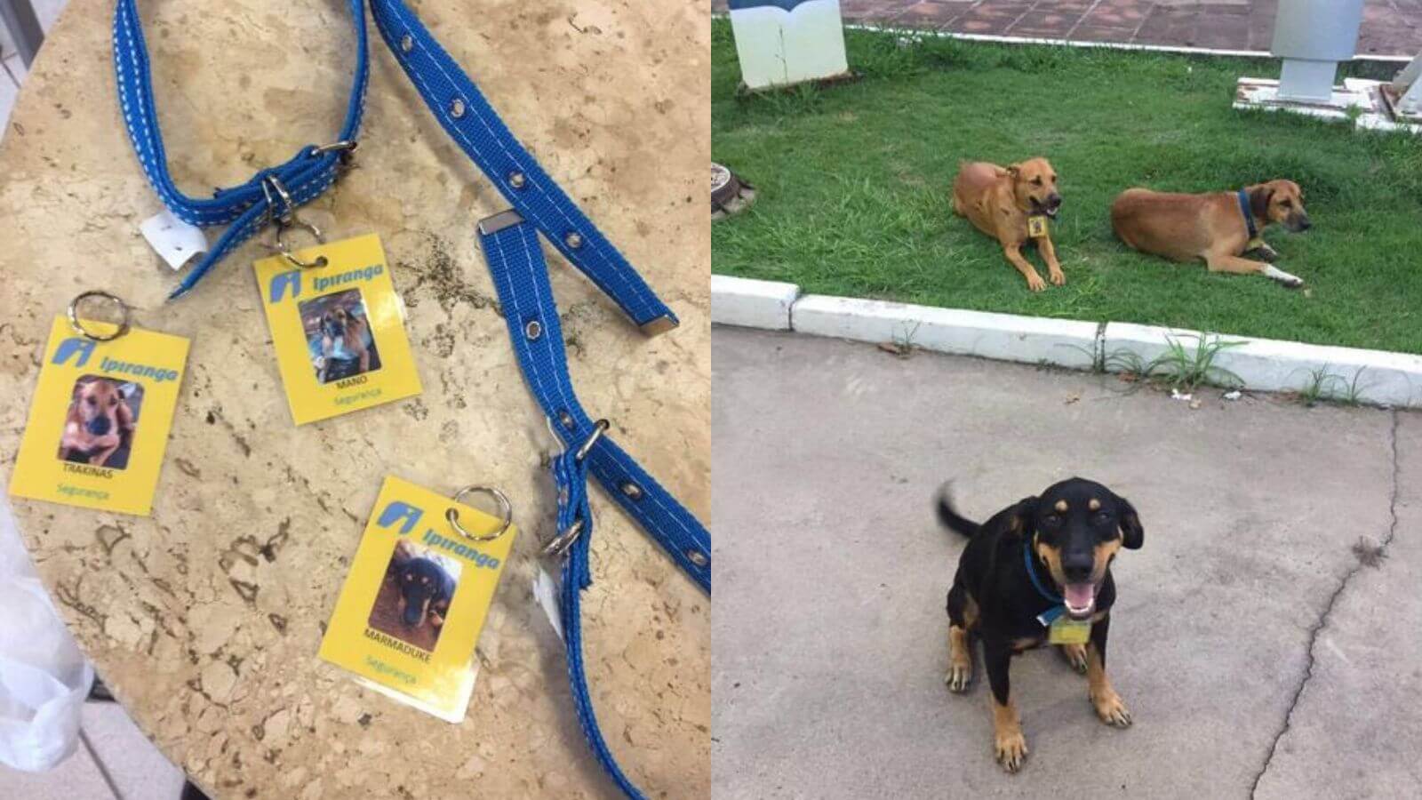 Cachorros ganham crachá em posto de gasolina