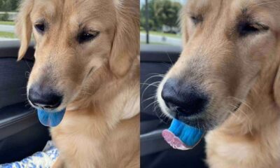 Cachorro golden retriever com língua azul