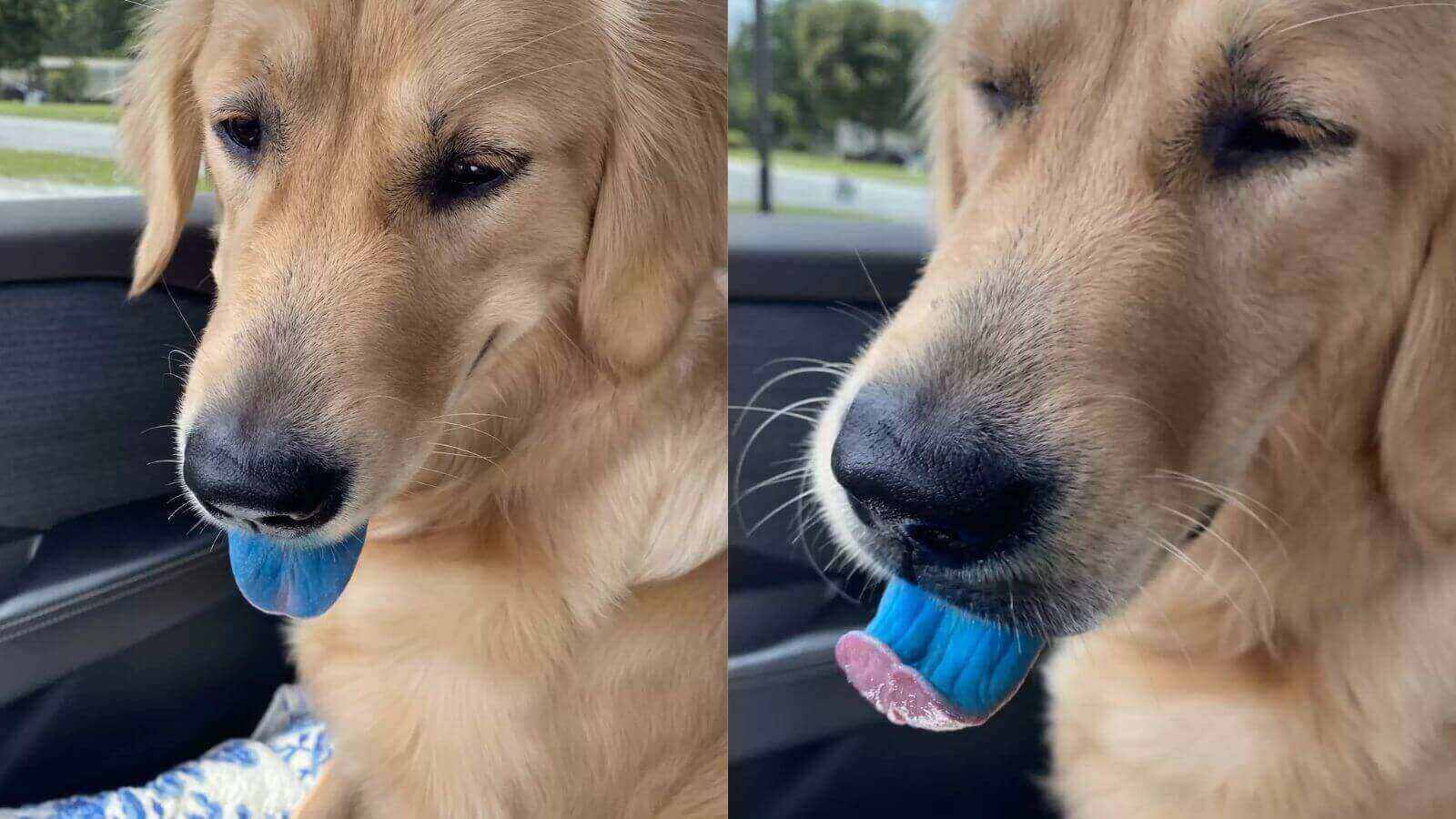 Cachorro golden retriever com língua azul