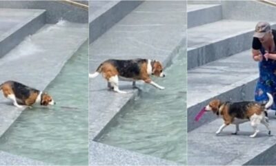 Cachorrinho pegando brinquedo em água