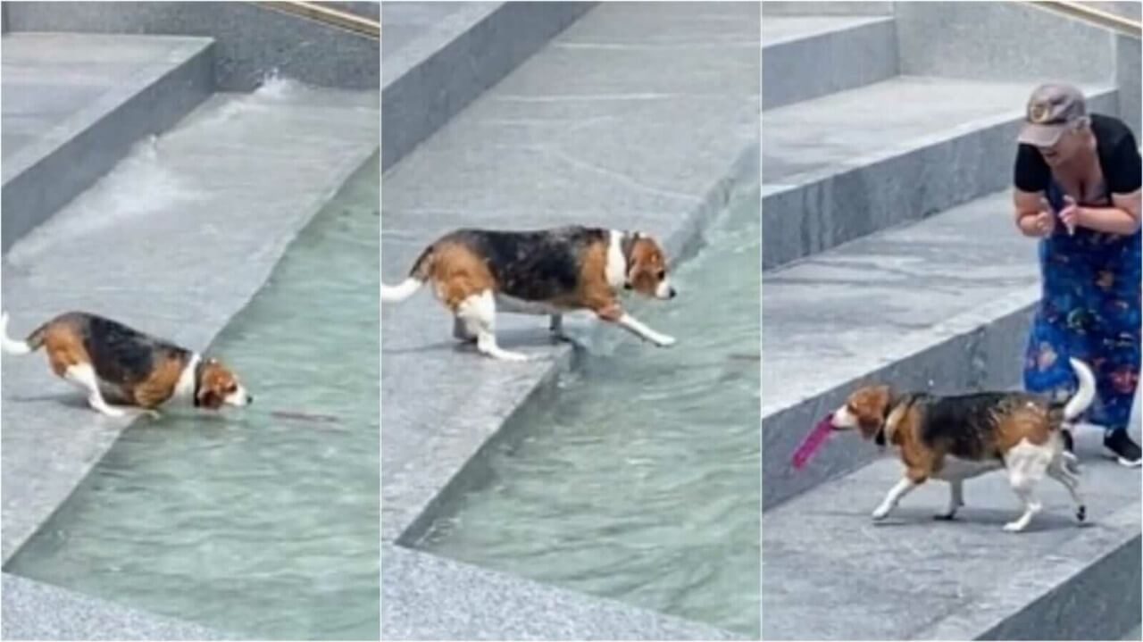 Cachorrinho pegando brinquedo em água