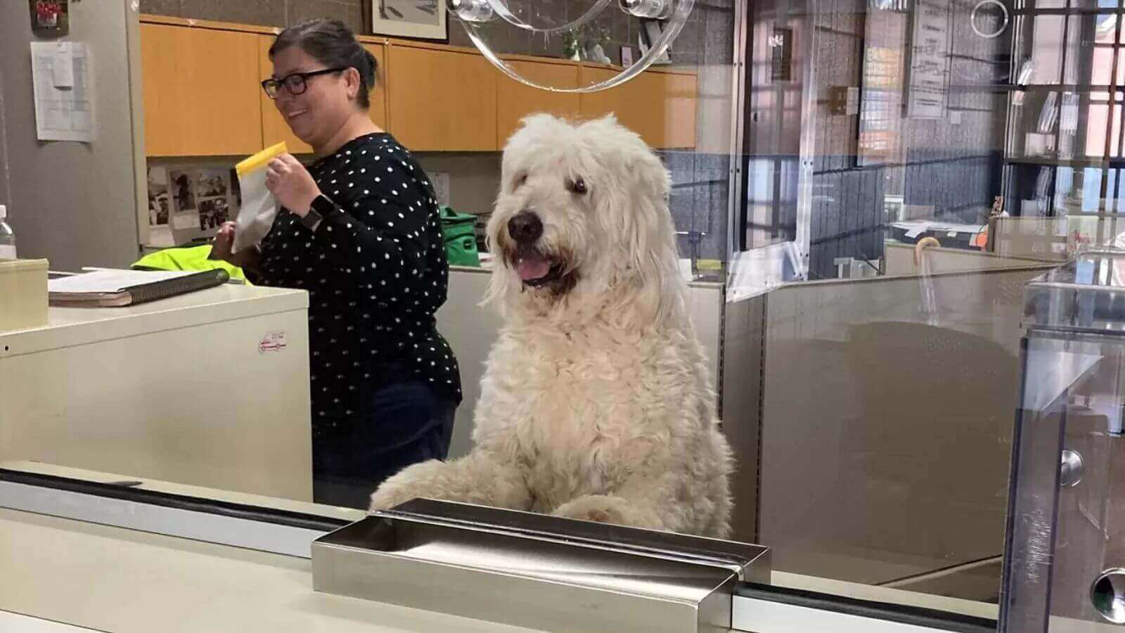 Cachorro em delegacia de polícia