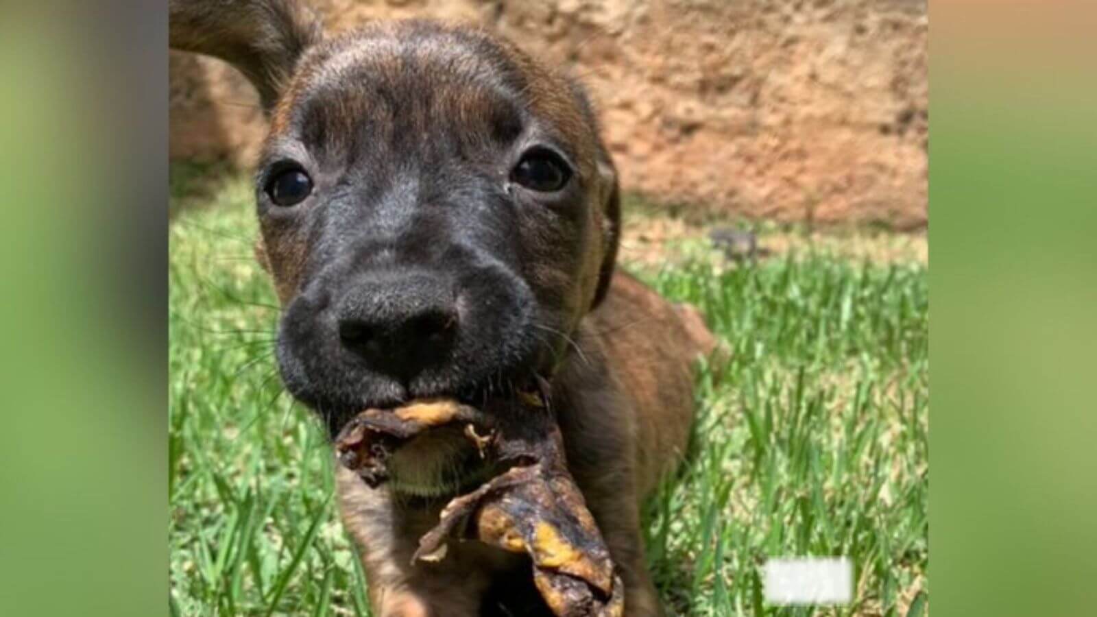 Cachorrinho rouba a cena de festa de aniversário de criança; vídeo