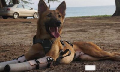 Cachorro com próteses de patas