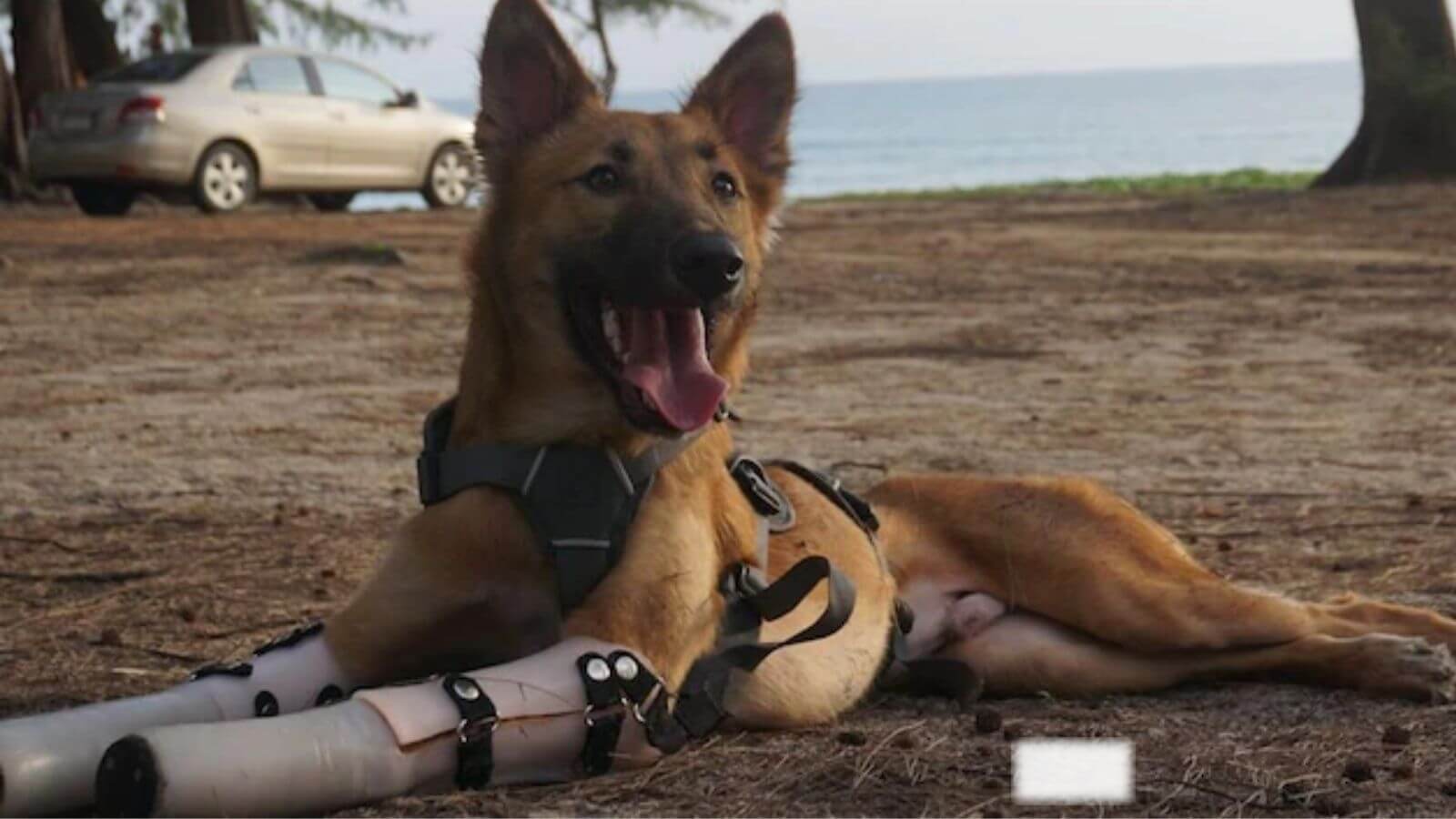 Cachorro com próteses de patas