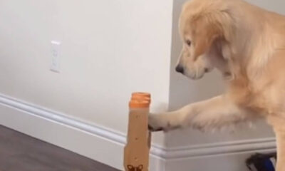 Cachorro golden retriever se irrita com alimentador