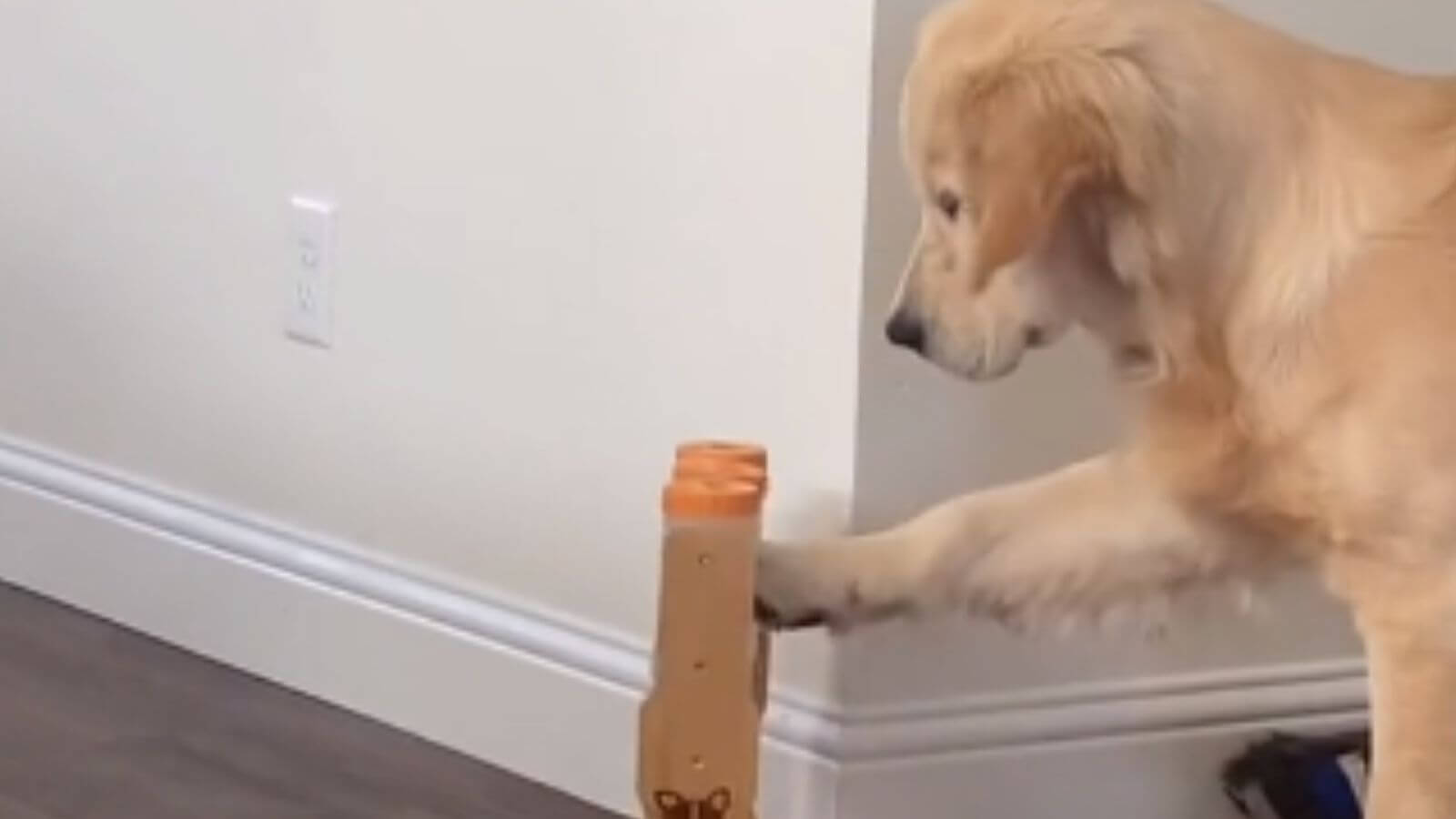 Cachorro golden retriever se irrita com alimentador