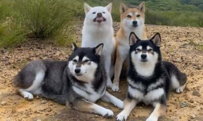 Quatro cachorros shiba inu