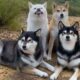 Quatro cachorros shiba inu