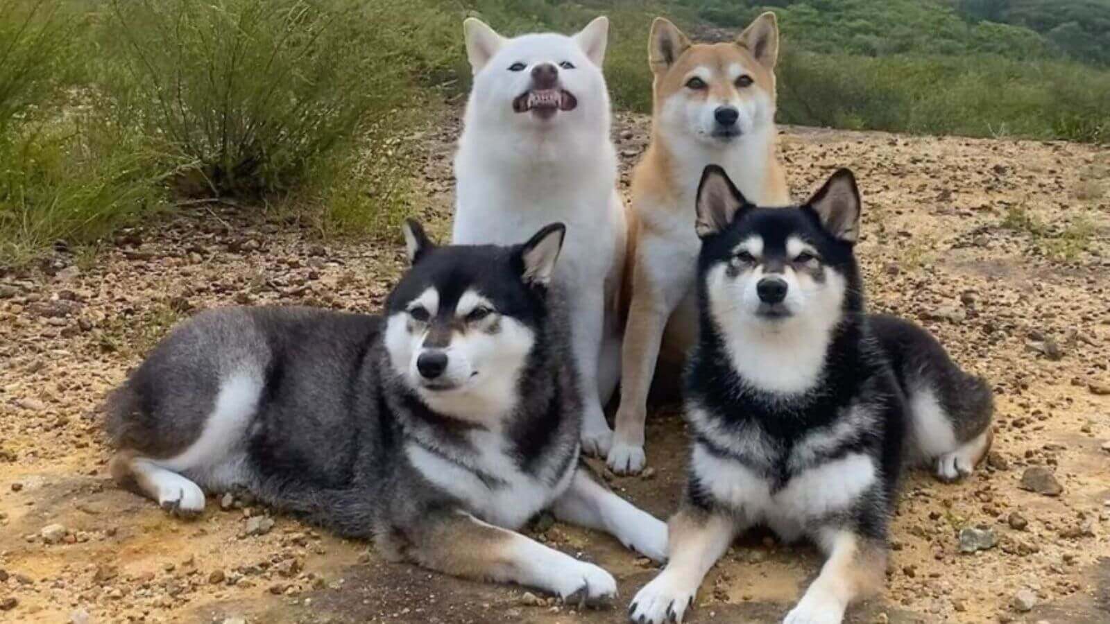 Quatro cachorros shiba inu