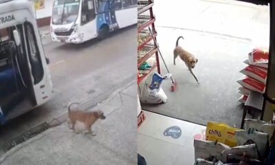 Cachorro aprende a pegar ônibus