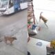 Cachorro aprende a pegar ônibus