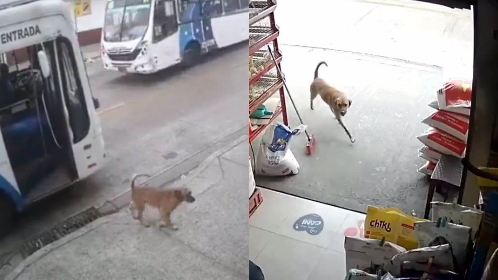 Cachorro aprende a pegar ônibus