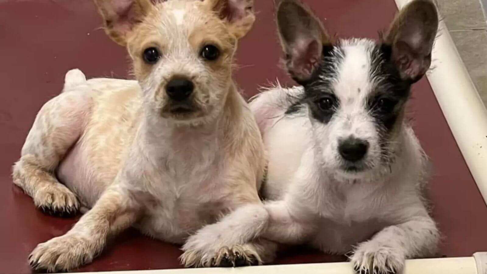 Filhotes de cachorro segurando patas