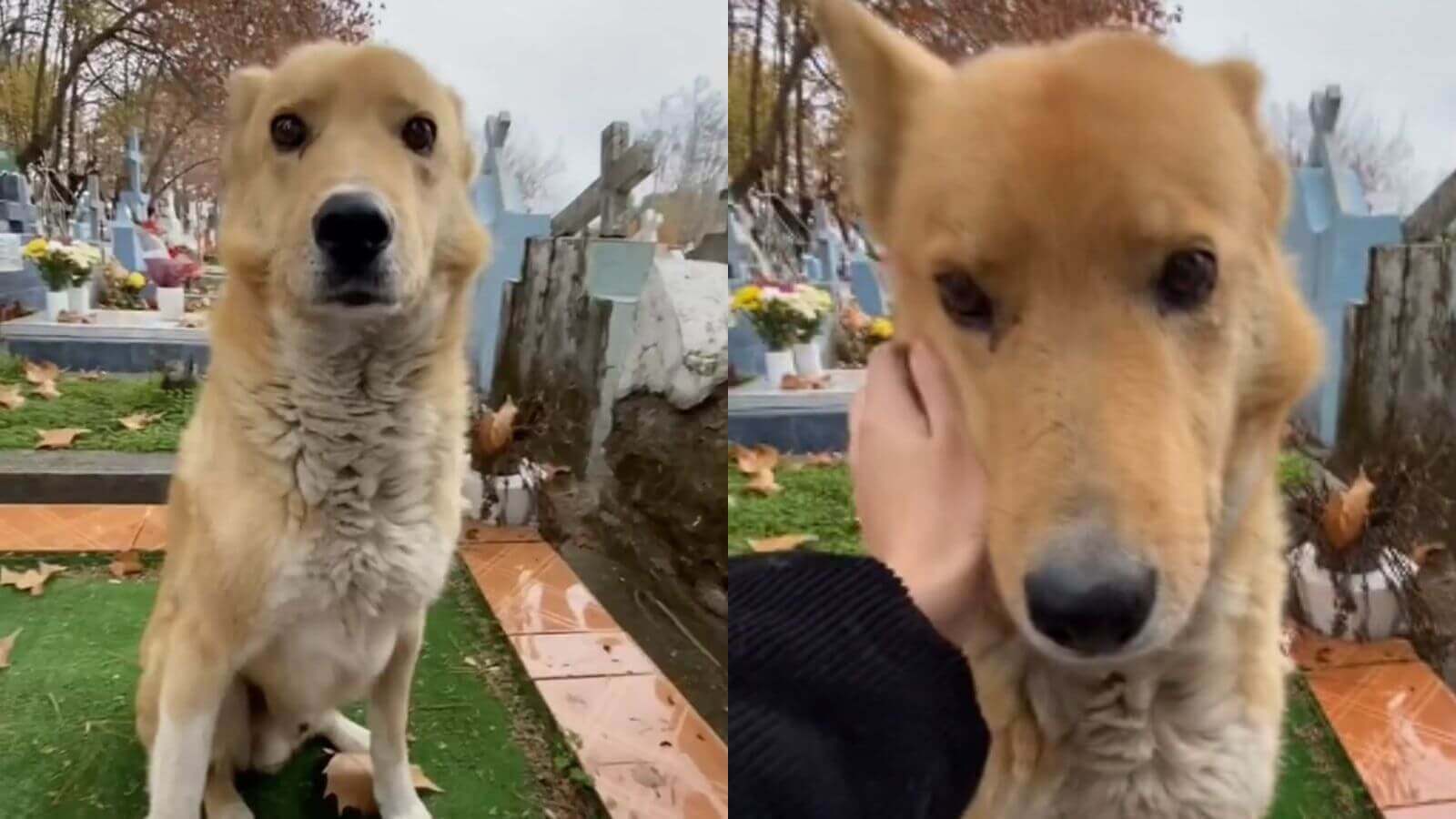 Cachorro em cemitério