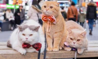 Gatos em Nova York