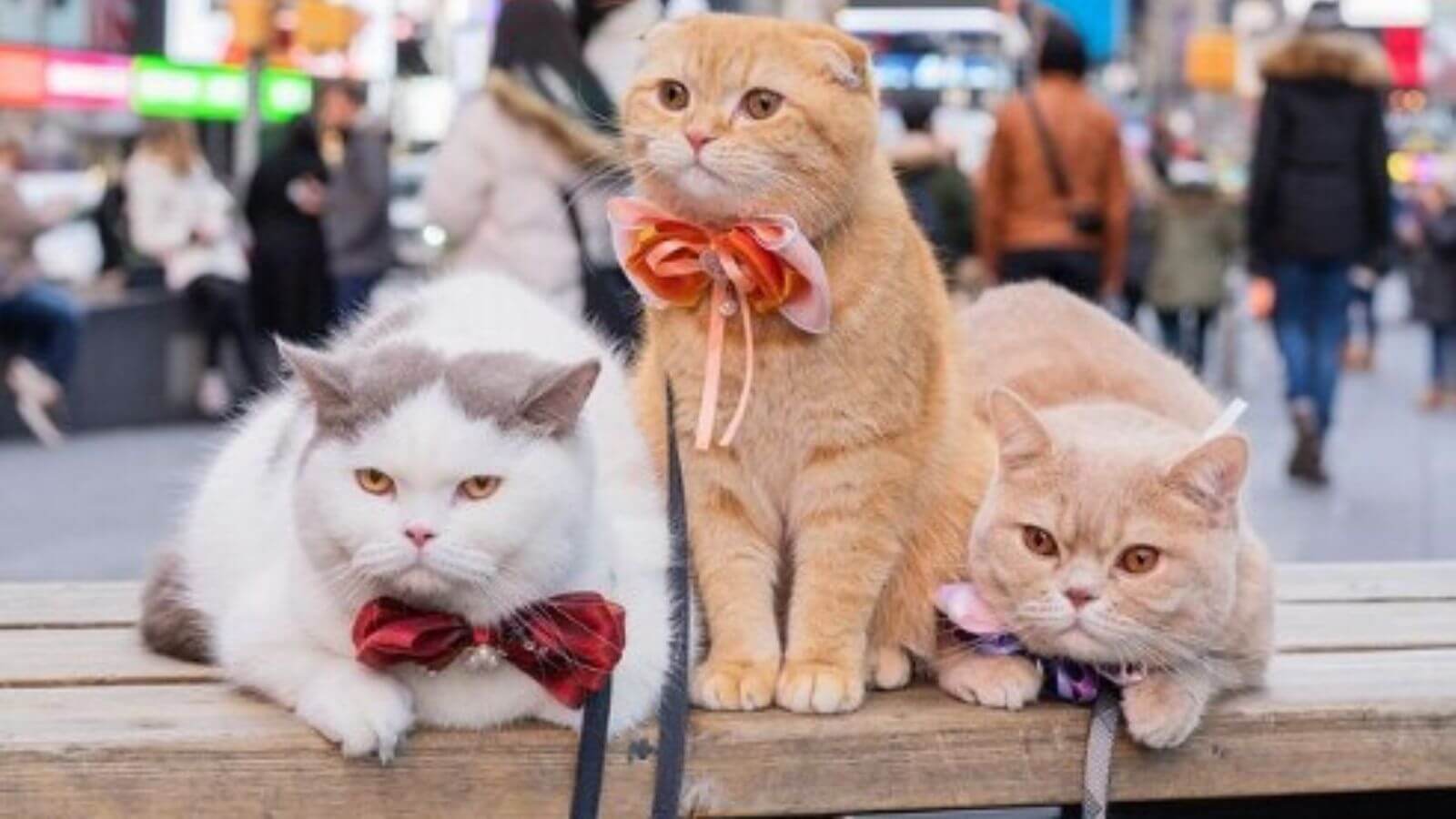 Gatos em Nova York